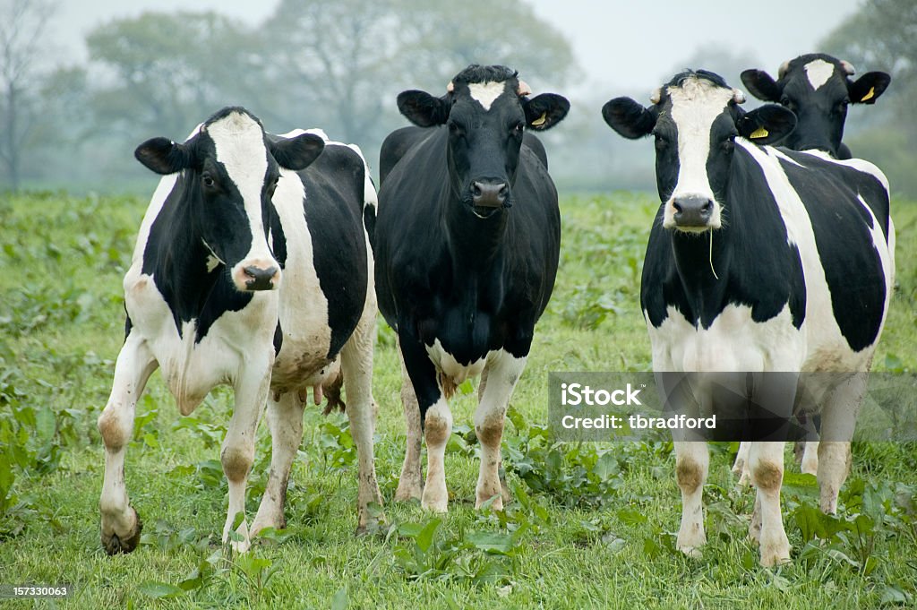 Drei neugierig Kühe Blick in die Kamera - Lizenzfrei Kuh Stock-Foto