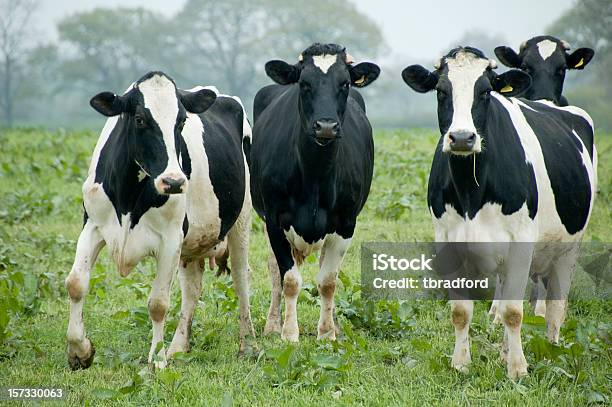Drei Neugierig Kühe Blick In Die Kamera Stockfoto und mehr Bilder von Kuh - Kuh, Holstein-Rind, Rind