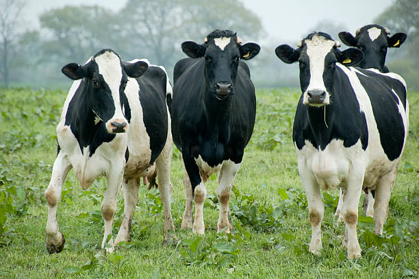 Click Here To See The Cattle Lightbox