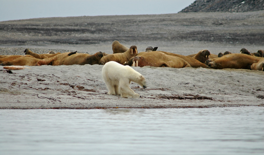 A large polar bear has invaded an area of some walruses. You can see how all the walruses are looking out for the polar bear.