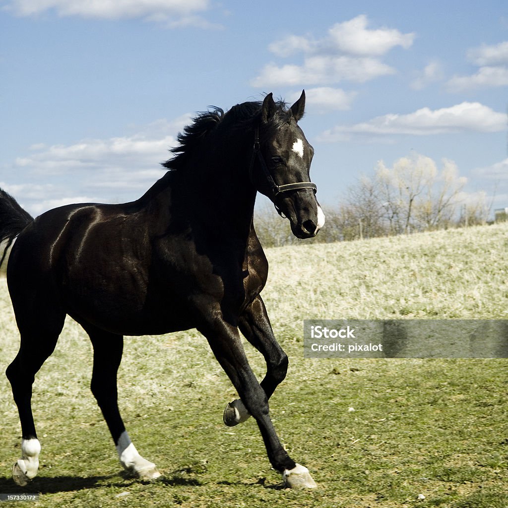 Horse on a meadow  Horse Stock Photo
