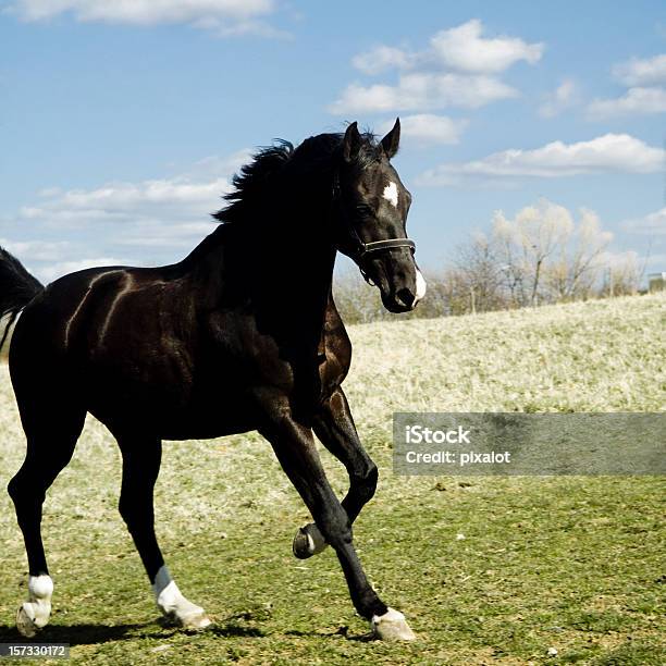 Horse On A Meadow Stock Photo - Download Image Now - Horse, Meadow, Activity