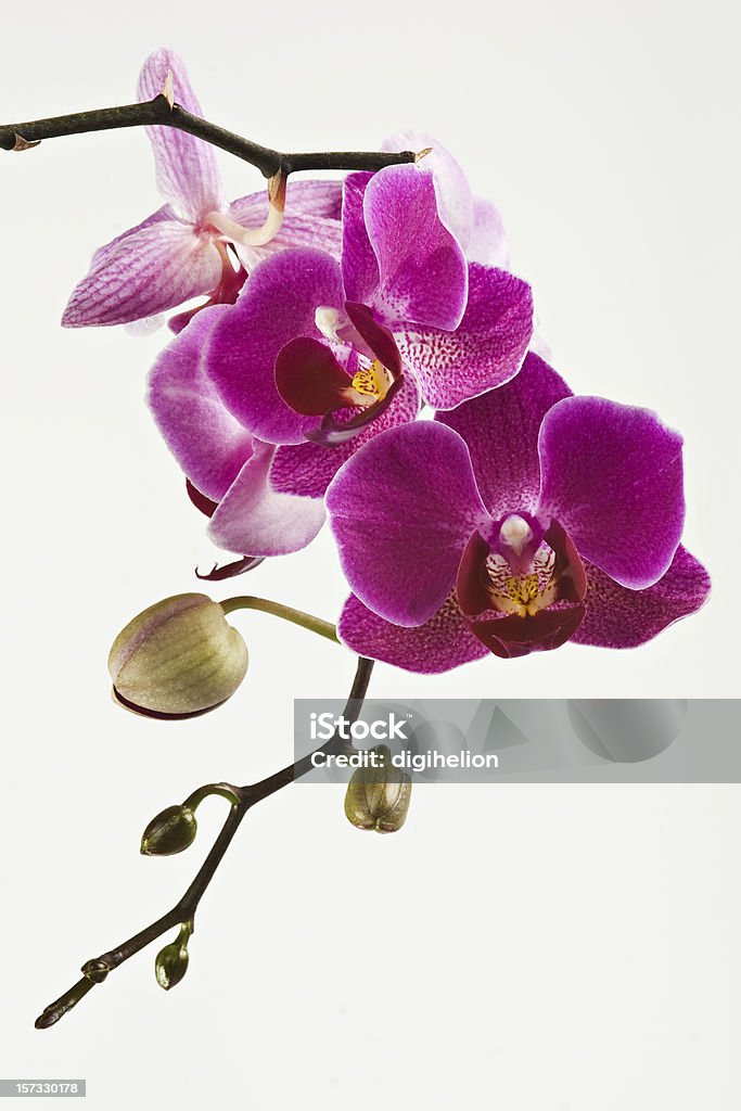 Bela Orquídea sobre Branco magenta - Royalty-free Orquídea - Flor tropical Foto de stock