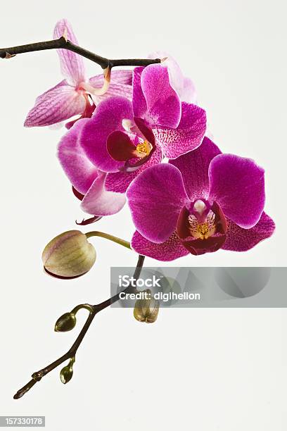 Bela Orquídea Sobre Branco Magenta - Fotografias de stock e mais imagens de Orquídea - Flor tropical - Orquídea - Flor tropical, Flor, Botão - Estágio de flora