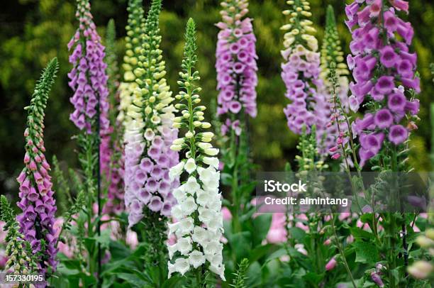 Colorful Foxgloves Stock Photo - Download Image Now - Foxglove, Plant, Flower