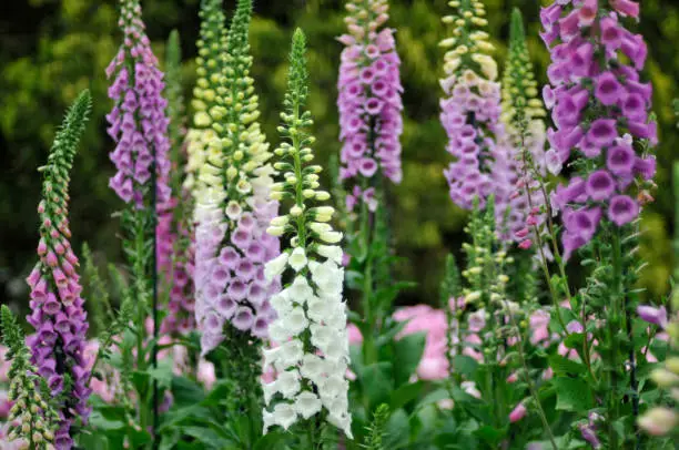 Photo of Colorful Foxgloves