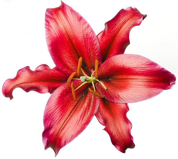 Red lily on white background stock photo