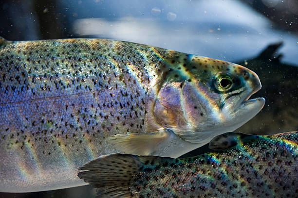 Trout fish immersed in water with light stock photo
