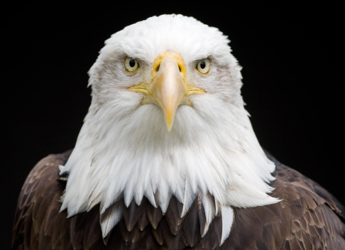 Close-up shot of a bald eagle's face. Imposing animal of great strength and beauty.