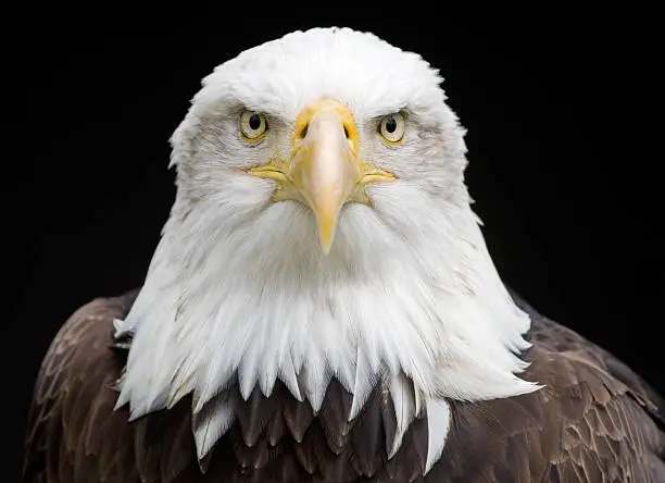 Portrait of a beautiful bald eagle. Look at these eyes. They see nearly everthing. RAW-file developed with Adobe Lightroom. Please have a look at my other bird photos.