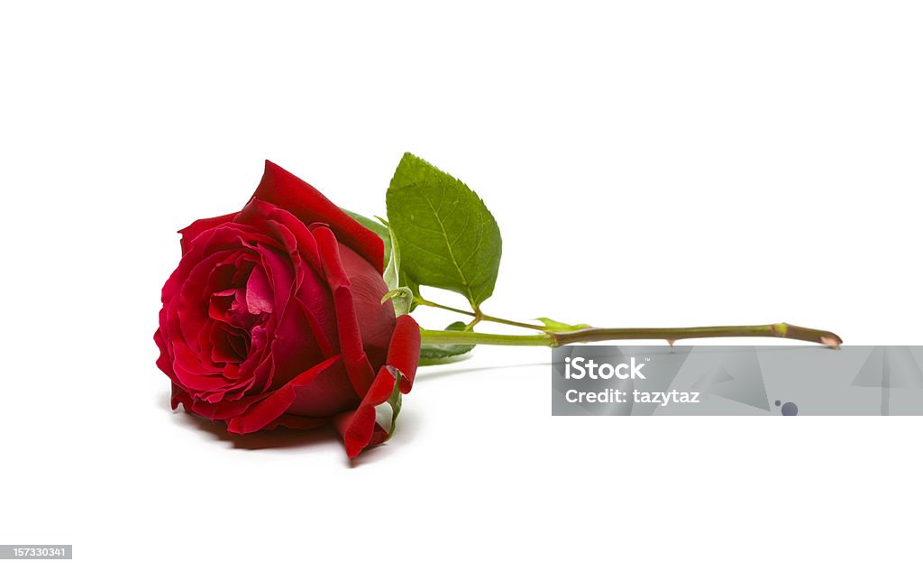 A full, single red rose on a white background Red rose on white. Focus is on the Petals, stem is slightly soft focus. Rose - Flower Stock Photo
