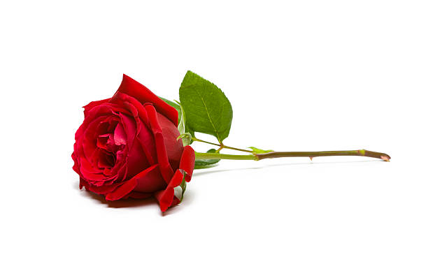 A full, single red rose on a white background Red rose on white. Focus is on the Petals, stem is slightly soft focus. plant stem stock pictures, royalty-free photos & images