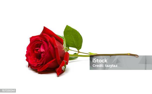 A Full Single Red Rose On A White Background Stock Photo - Download Image Now - Rose - Flower, Red, Cut Out