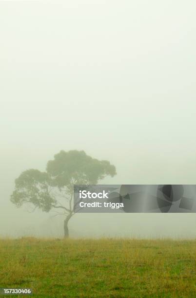 霧の朝 - かすみのストックフォトや画像を多数ご用意 - かすみ, オーストラリア, カラー画像