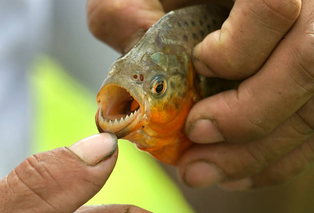 piraña de vientre rojo dientes en el río amazonas - piraña fotografías e imágenes de stock