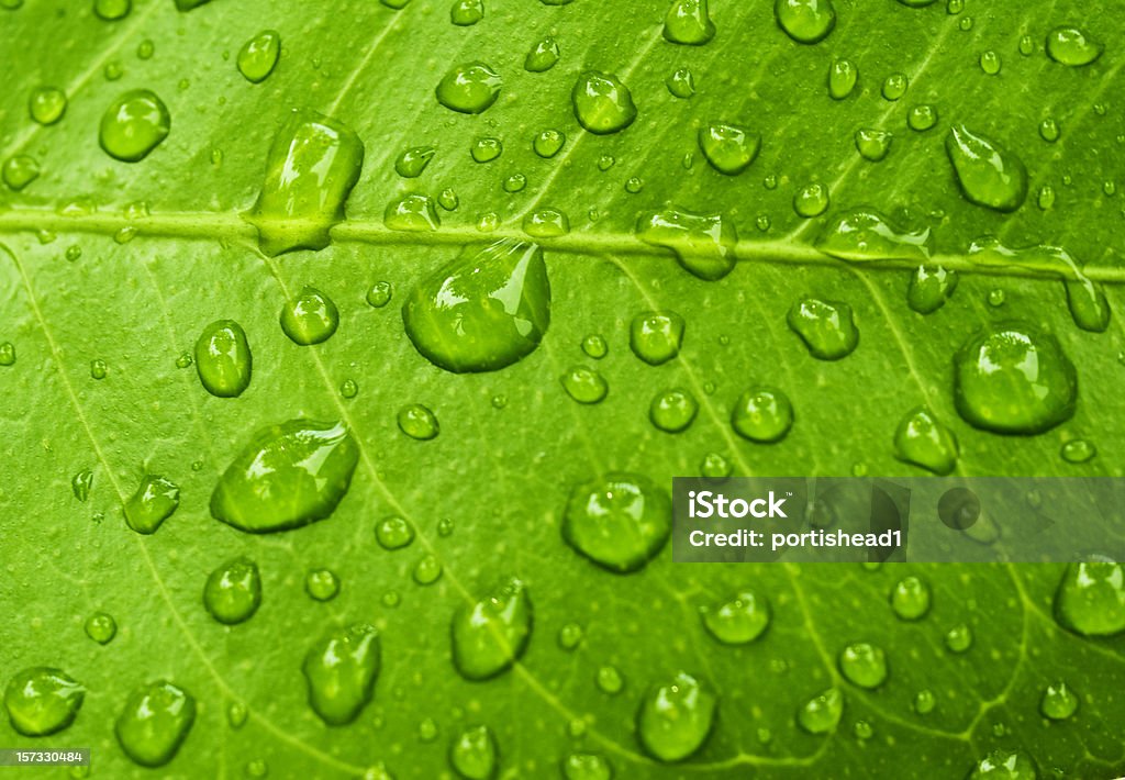 lemon leaf - Lizenzfrei Blatt - Pflanzenbestandteile Stock-Foto