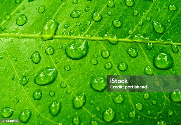 Foglia Di Limone - Fotografie stock e altre immagini di Bagnato - Bagnato, Foglia, Acqua