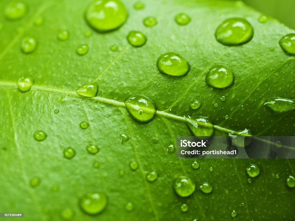 Foglia di limone - Foto stock royalty-free di Acqua