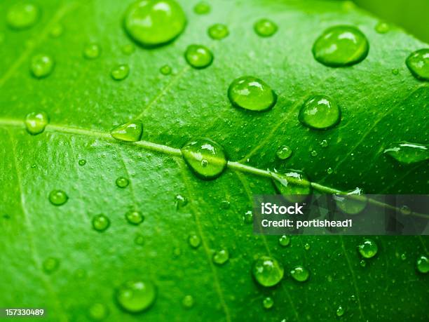 Folha De Limão - Fotografias de stock e mais imagens de Beleza natural - Beleza natural, Chuva, Cor verde