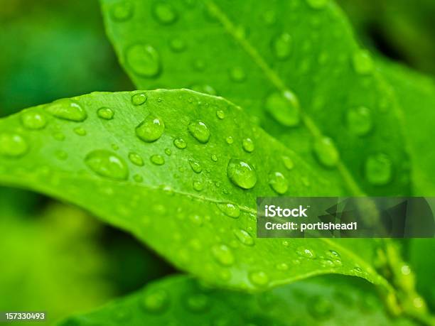 Folhas De Limão - Fotografias de stock e mais imagens de Arbusto - Arbusto, Beleza natural, Chuva