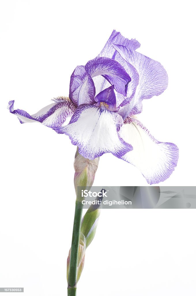Purple iris flower on white background Violet iris flower isolated on white background Iris - Plant Stock Photo