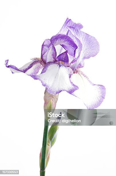 Purple Iris Flower On White Background Stock Photo - Download Image Now - Iris - Plant, Macrophotography, Photography