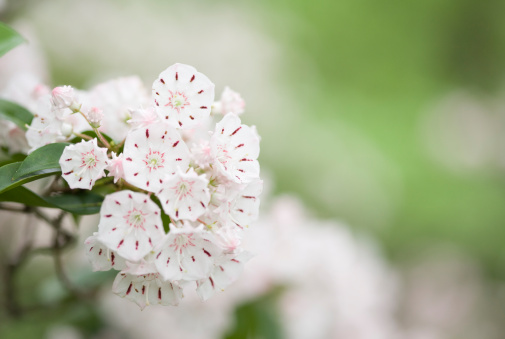 In the spring in the wild blossoms of viburnum (Viburnum lantana)
