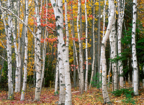 Stand of Birch trees in Autumn in a Northern Broadleaf Forest. 