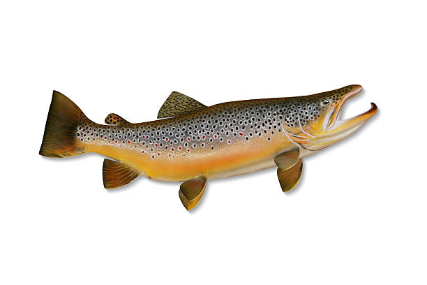 europäische forelle mit clipping path - brown trout stock-fotos und bilder