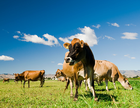 Grazing dairy cows in New Zealand.