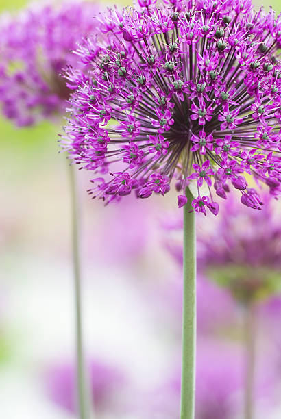 púrpura ajo flores - allium flower fotografías e imágenes de stock