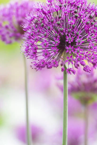 In focus shot a pretty purple flower