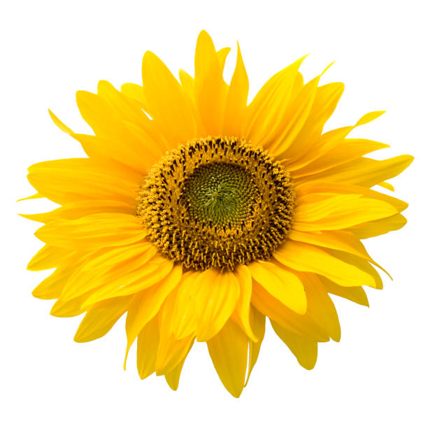 istock Beautiful sunflower, isolated on white background 157330879