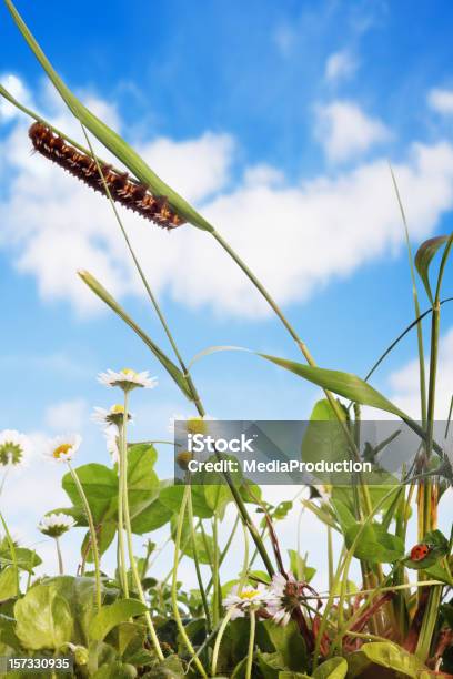 Natura - Fotografie stock e altre immagini di Bruco - Bruco, Erba, Agricoltura