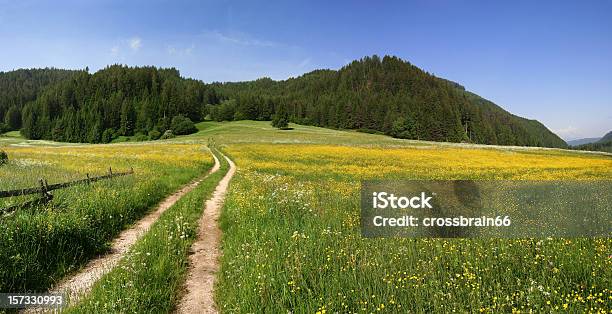 Na Natureza Xxl - Fotografias de stock e mais imagens de Floresta - Floresta, Amarelo, Ao Ar Livre