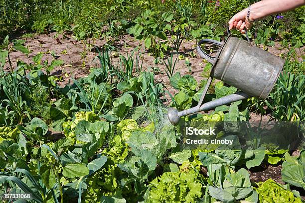 Annaffiatoio - Fotografie stock e altre immagini di Cavolfiore - Cavolfiore, Orto delle erbe, Piantagione