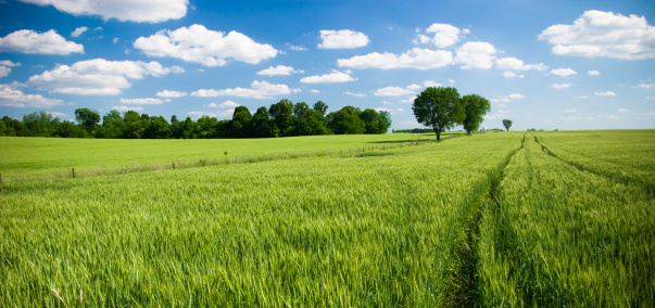 Meadow Panorama in Summertime