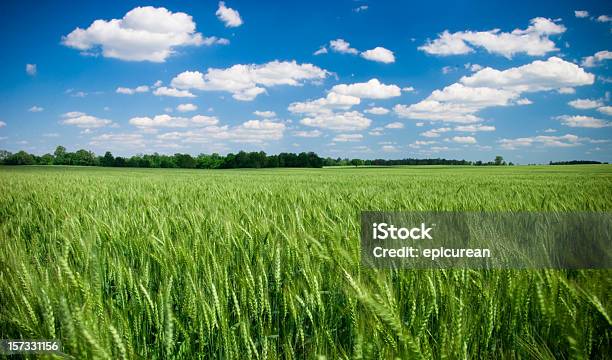 Im Sommer Stockfoto und mehr Bilder von Kansas - Kansas, Ländliches Motiv, Kentucky