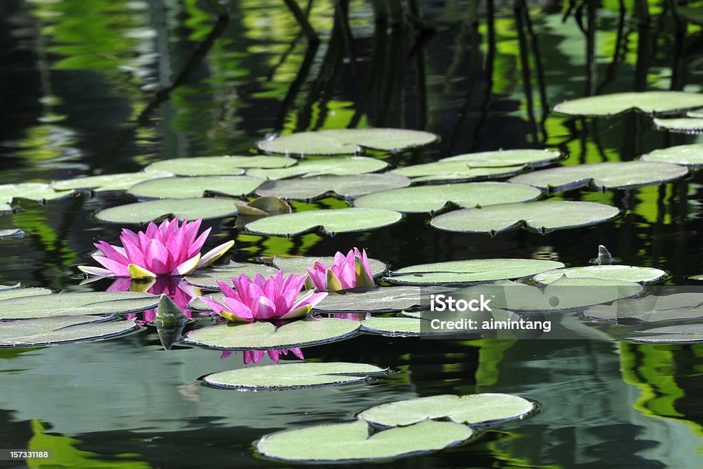 Reflexo no lago com lírio d'água - Foto de stock de Nenúfar royalty-free