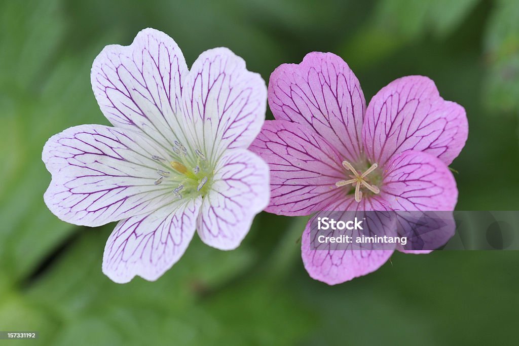 상단 보기 제라늄색 - 로열티 프리 꼭대기 스톡 사진