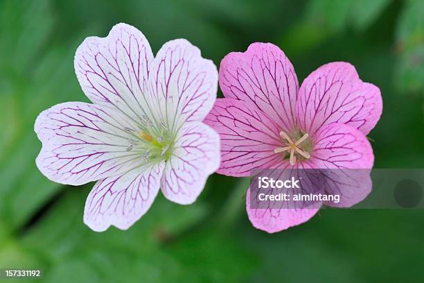 Vista Superior De Gerânio - Fotografias de stock e mais imagens de Anual - Caraterística da planta - Anual - Caraterística da planta, Botânica - Ciência de plantas, Colorido