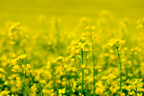 Floral Explosion: Field Texture with Yellow Flowers.