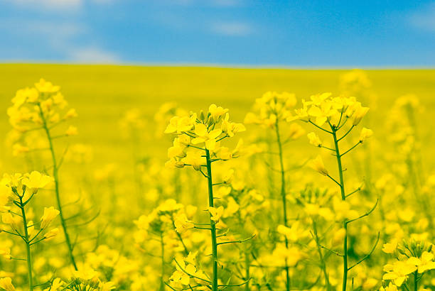 istock yellow flower of rape, close-up 157331241