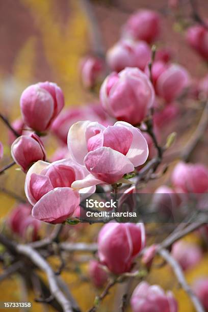 Photo libre de droit de Rose Magnolias banque d'images et plus d'images libres de droit de Magnolia de Soulange - Magnolia de Soulange, Arbre, Arbre en fleurs