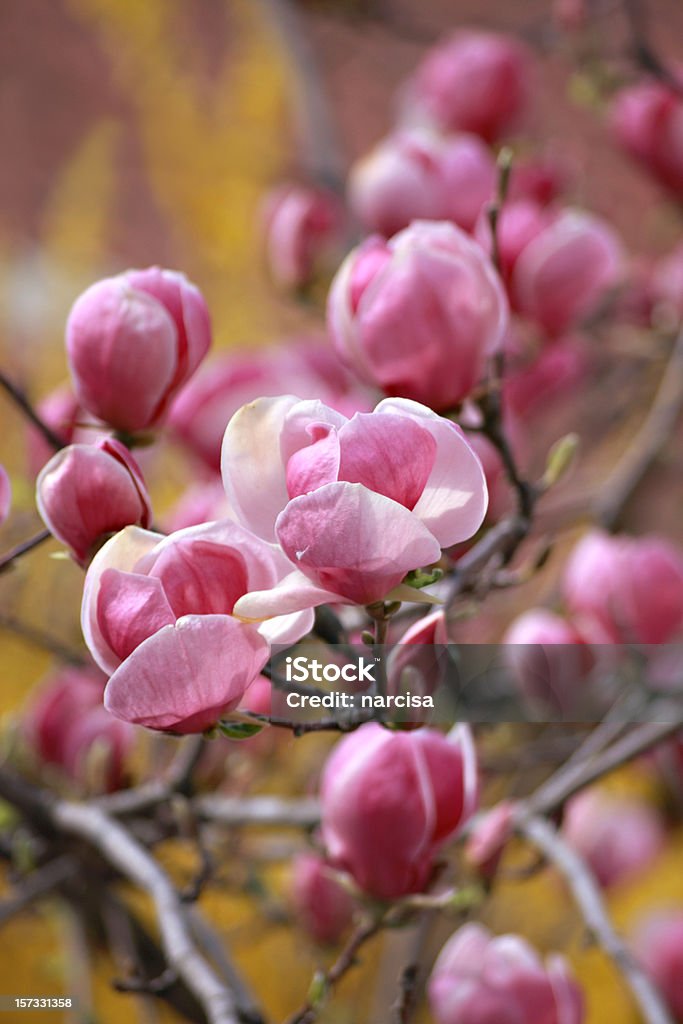 pink magnolias  Magnolia Soulangeana Stock Photo