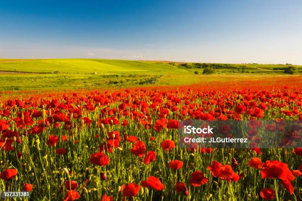 Red Makowate - zdjęcia stockowe i więcej obrazów Bezchmurne niebo - Bezchmurne niebo, Fotografika, Horyzont lądowy