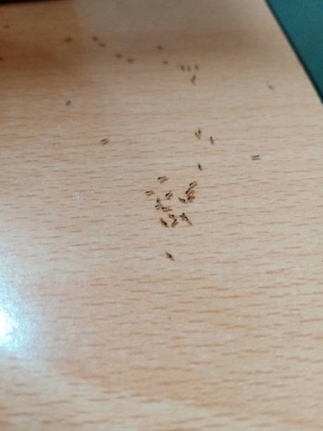 istock Photo of an ant colony on a table 1573314221