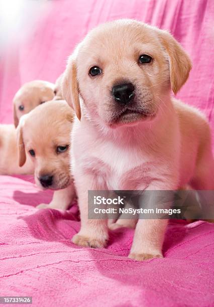 Labrador Puppies Foto de stock y más banco de imágenes de Amistad - Amistad, Animal, Animal doméstico