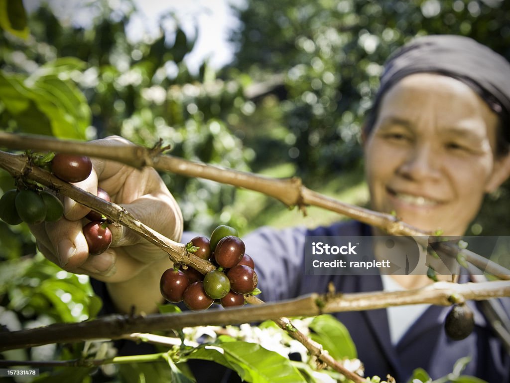 Fair Trade caffè Agricoltore - Foto stock royalty-free di Commercio equo e solidale