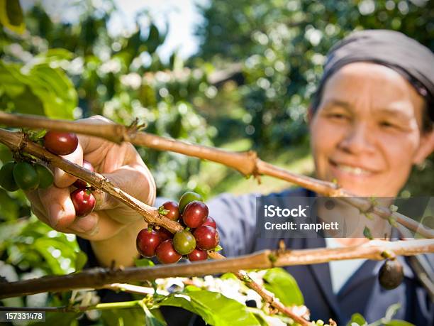 Fair Trade Caffè Agricoltore - Fotografie stock e altre immagini di Commercio equo e solidale - Commercio equo e solidale, Caffè - Raccolto, Agricoltore